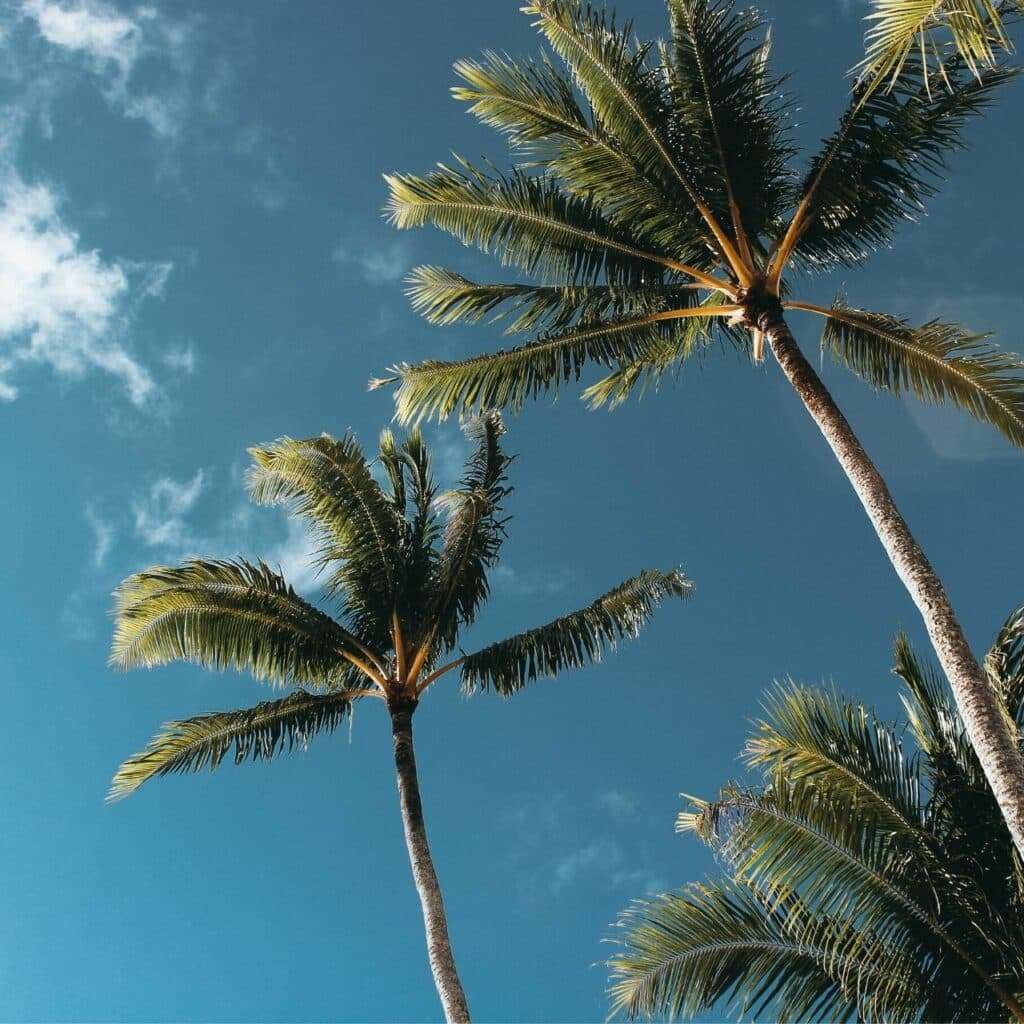 palm tree cyprus