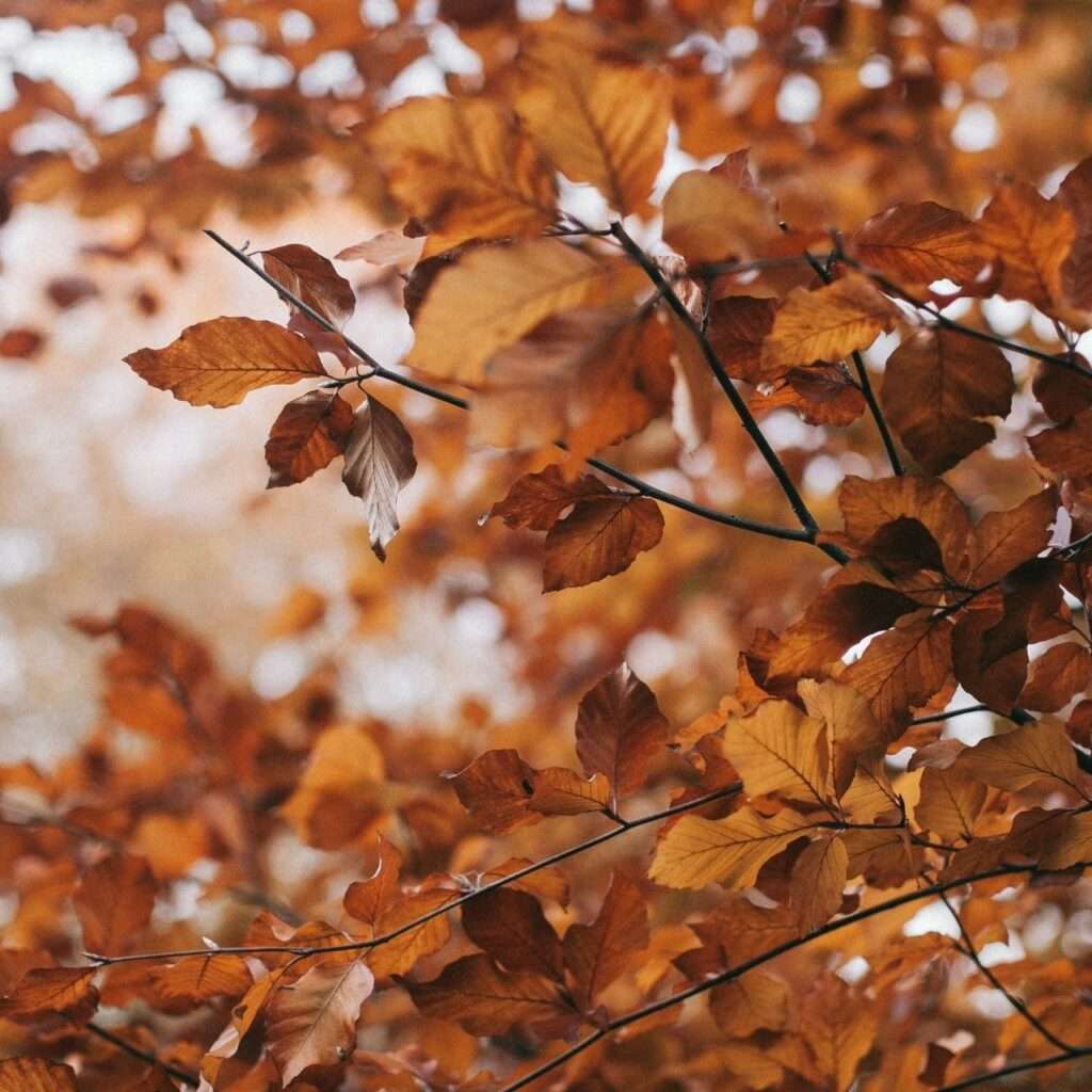 autumn colors in Cyprus