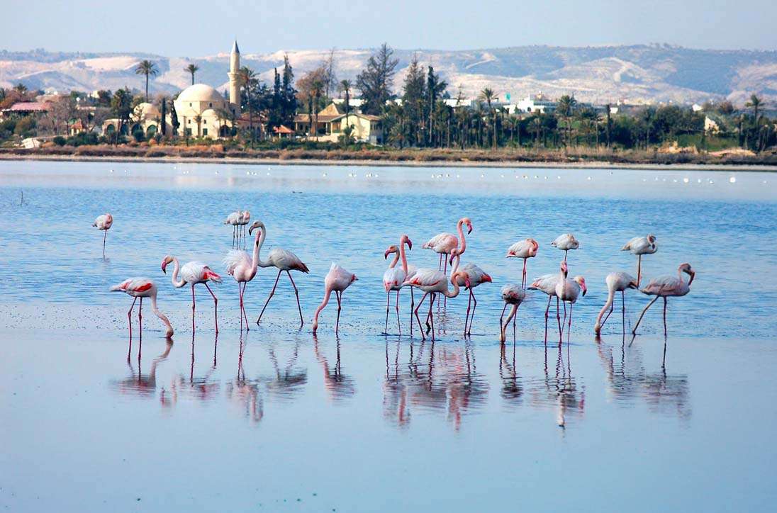 what to do in larnaca